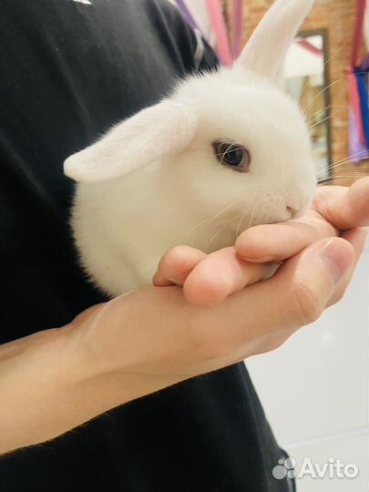 Крольчата карликовые вислоухие