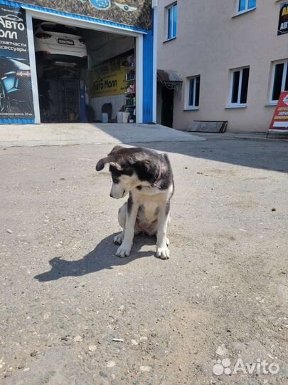 Собака хаски девочка щенок