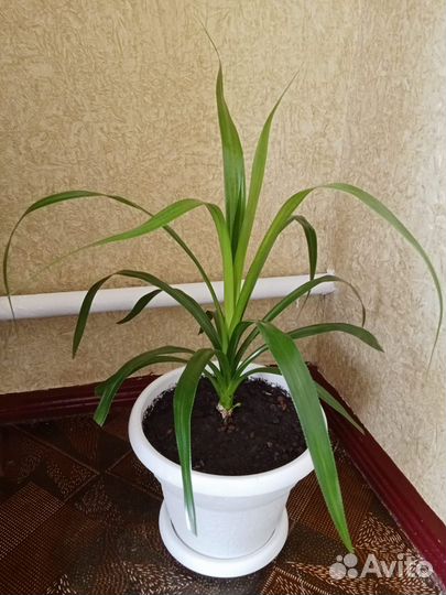 Хлорофитум