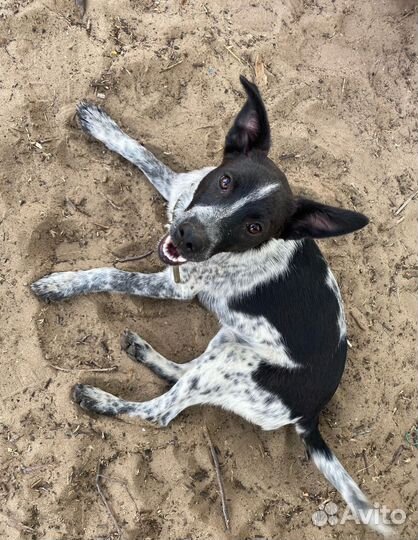 Щенок девочка в добрые руки