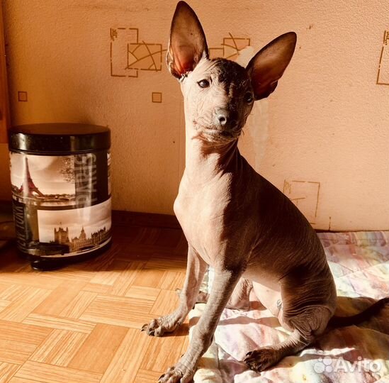 Ксоло Щенок, сука