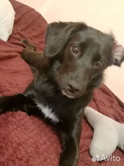 Собака в добрые руки