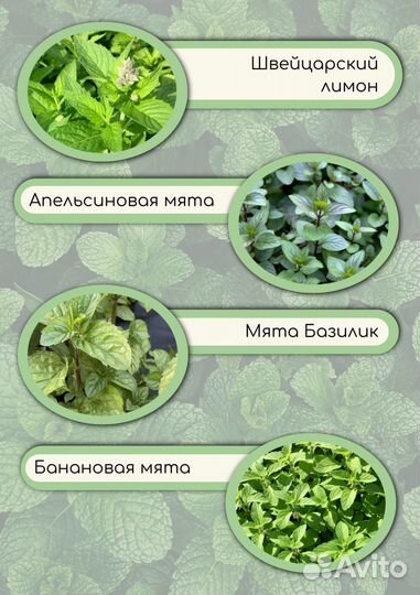 Мята 30 сортов