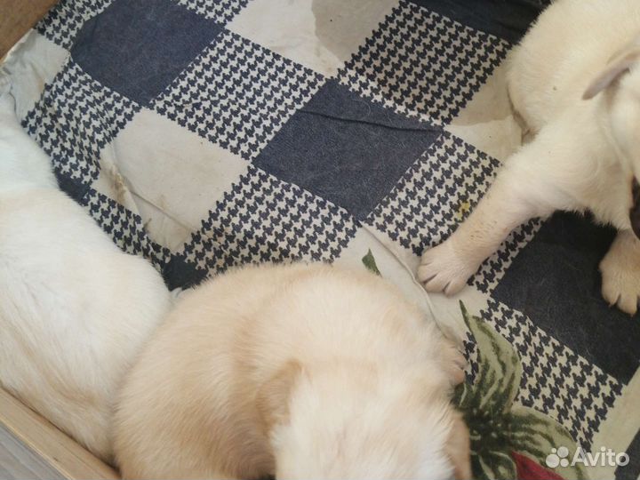 Щенки Лабрадора Ретривер,чистокровные