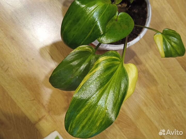 Комнатные растения