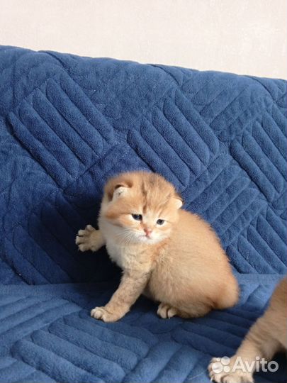 Шотландская