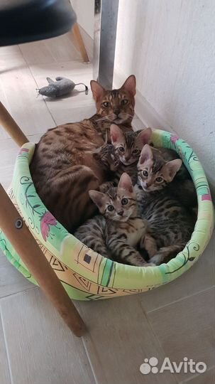 Бенгальские котята