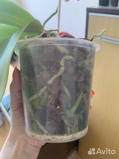 Орхидея фаленопсис