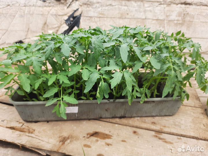 Помидоры, перец, огурцы, баклажаны, цветы