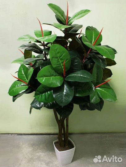 Фикус Мелани