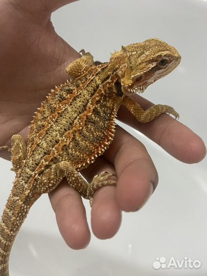 Бородатая агама