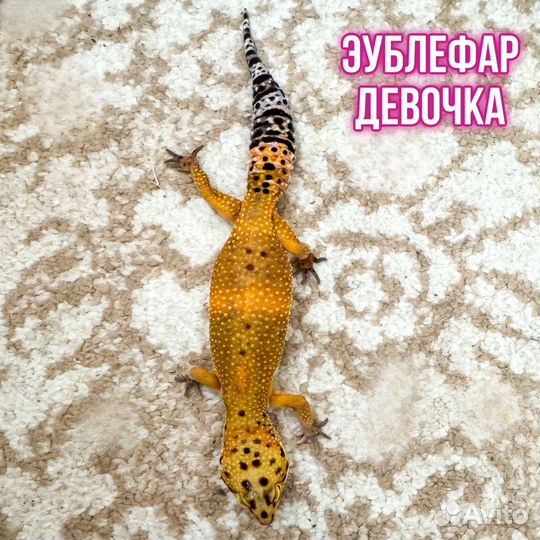 Эублефар (гекконы: мальчик и девочка)
