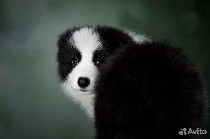 Бордер Колли Щенки