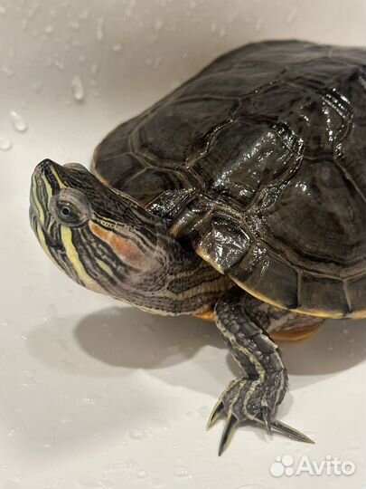 Красноухая черепаха в добрые руки