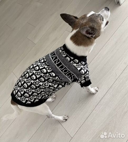 Одежда и шапки для животных