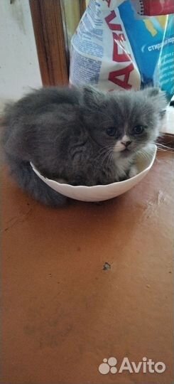 Котятки мурчалки в добрые руки