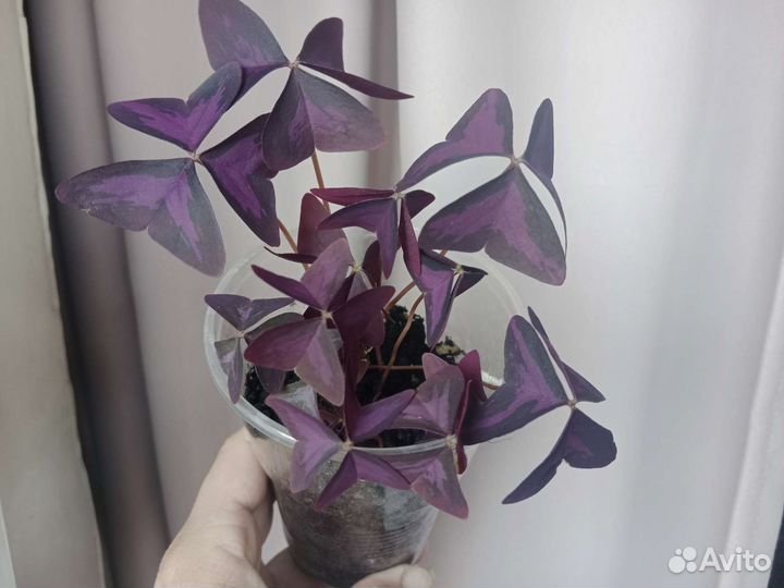 Оксалис (Кислица)