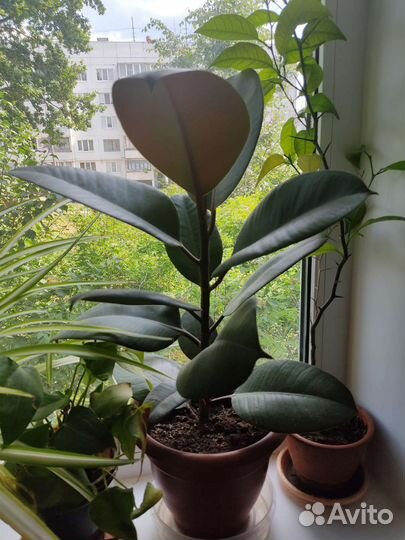 Фикус каучуконосный