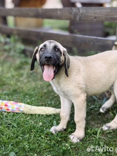 Турецкий кангал