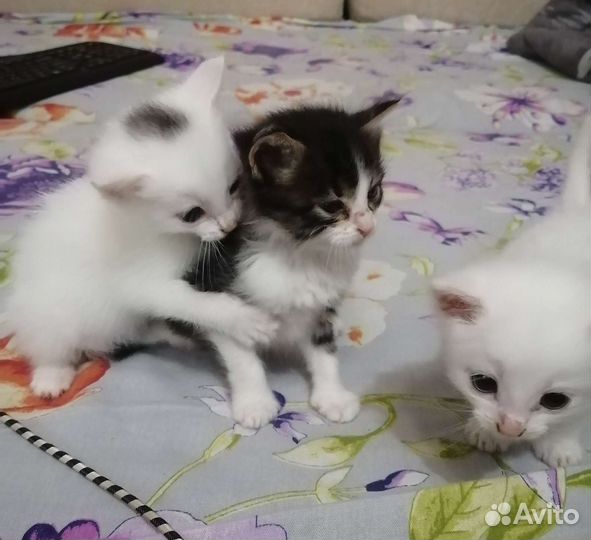Котята в добрые руки
