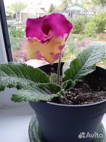 Стрептокарпус