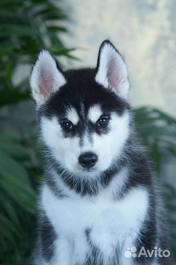 Сибирский хаски