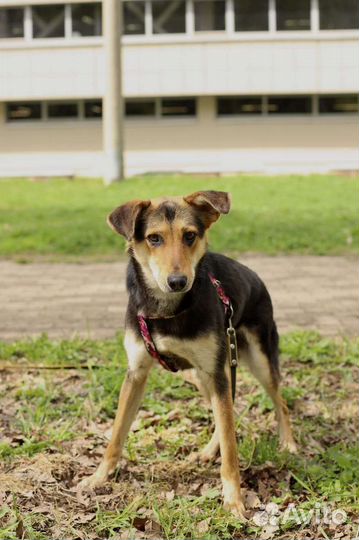 Собака-инвалид в добрые руки