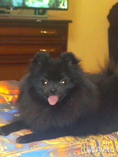 Померанский шпиц мини