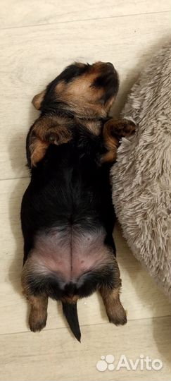 Щенки девочки. Той терьера