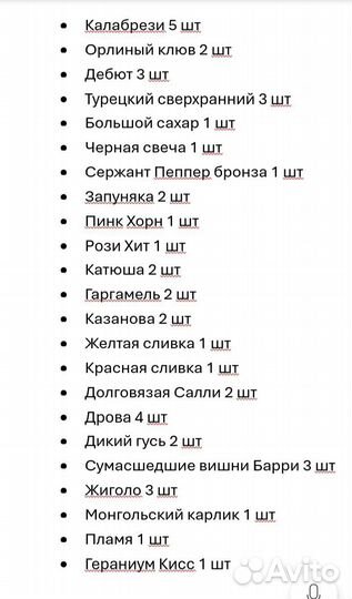 Рассада помидор
