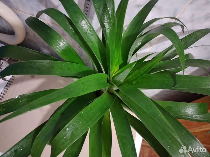 Тилландсия