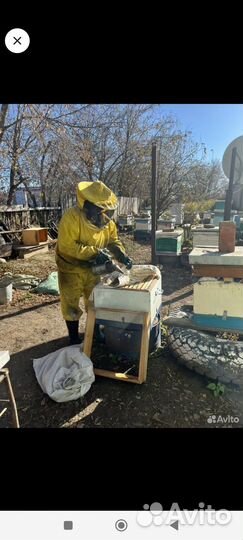 Среднерусские пчелы