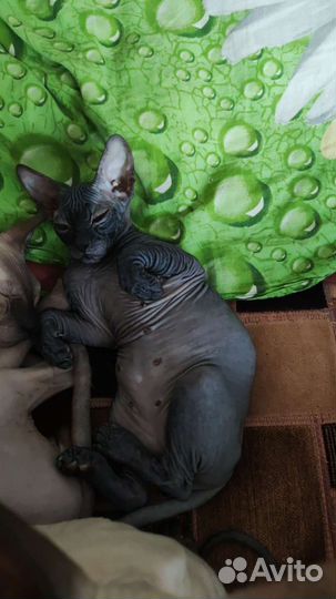 Котята сфинкс