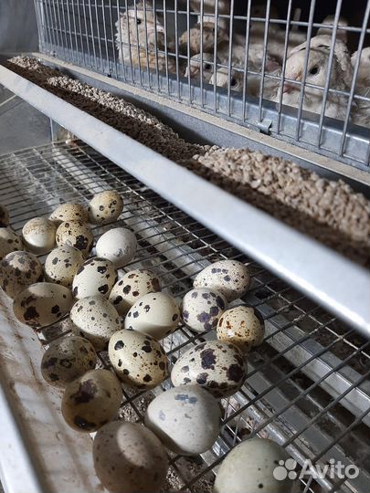 Продам яйцо перепилиное