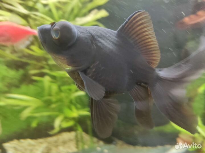 Телескоп идеальный