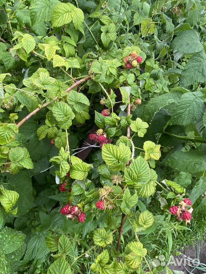 Малина свежая