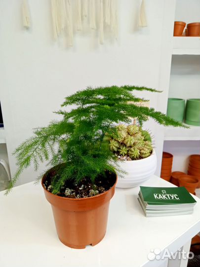 Аспарагус Плюмосус