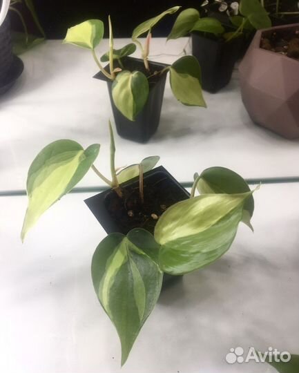 Сциндапсусы, филодендроны