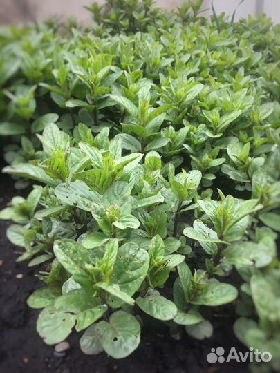 Мята ментоловая (саженцы)