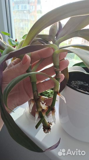 Традесканция рео