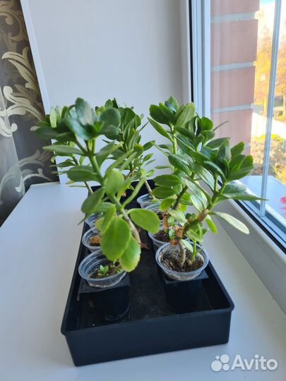 Черенки каланхоэ