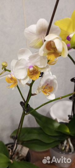 Орхидеи цветущие