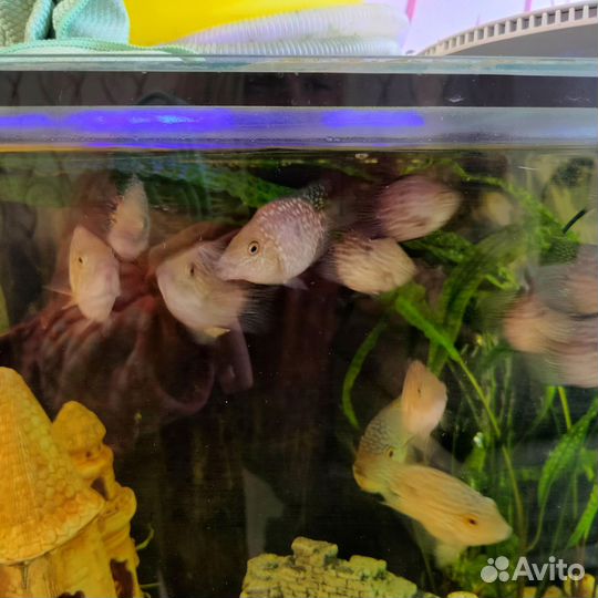 Рыба бриллиантовая цихлазома баллон