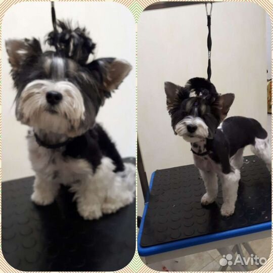 Стрижка собак-Грумер