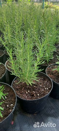 Розмарин кустовой