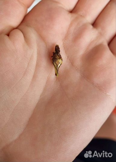 Алоказия силвер драгон