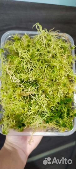 Мох сфагнум живой