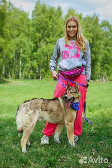 Степа метис лайки и самый преданный пес на свете