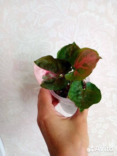 Сингониум клубничный лед