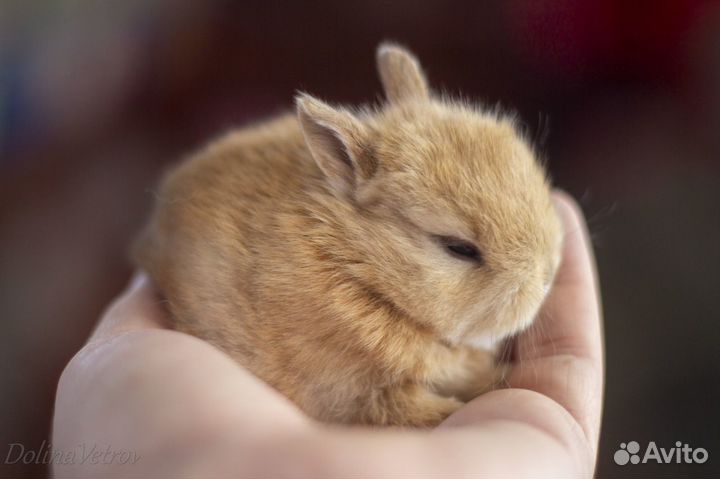 Кролик минор оленьего окраса мальчик